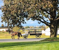 Amish horse