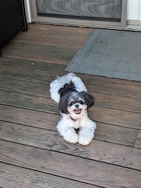 Trixie loves the deck!