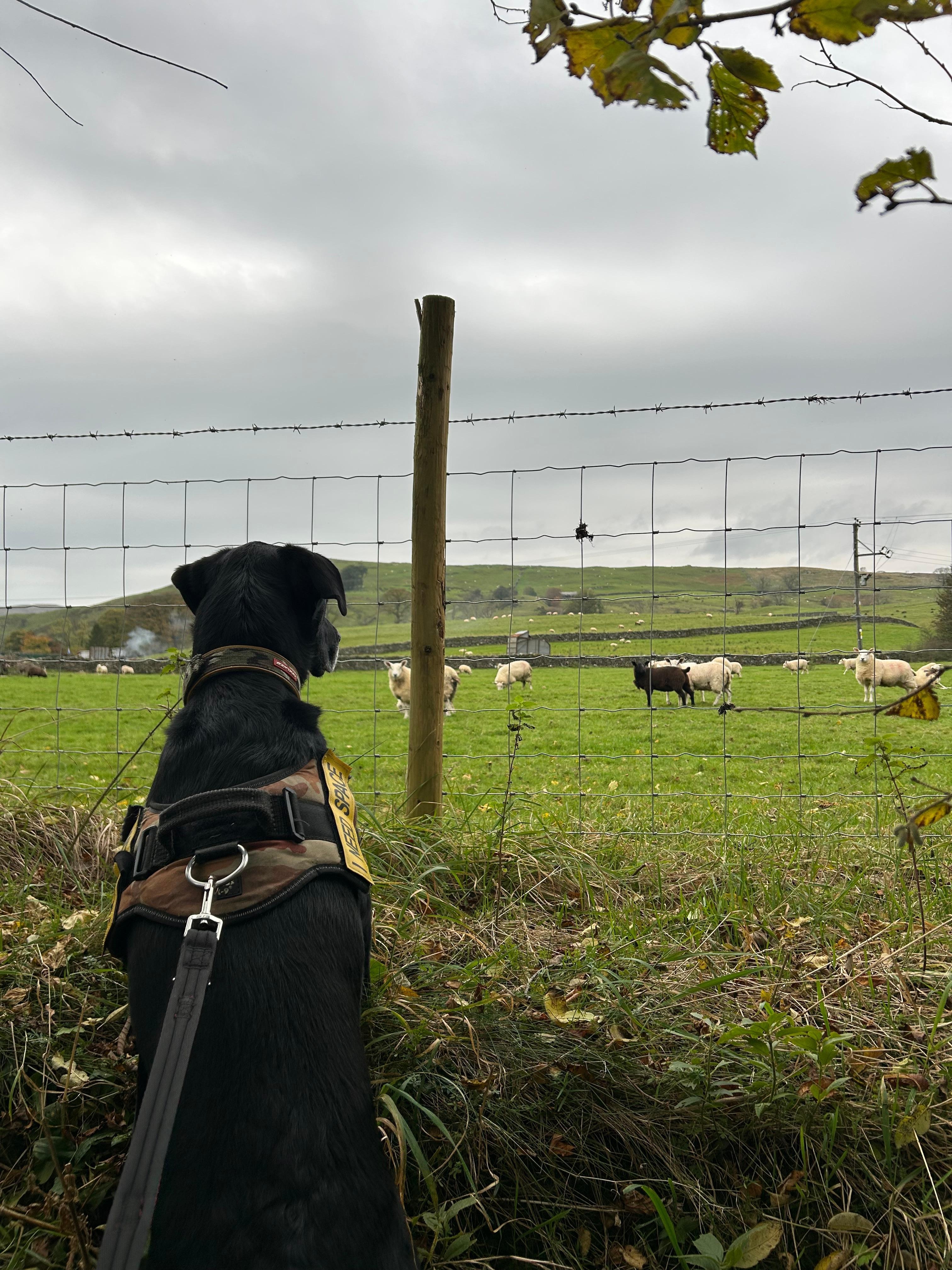 Our lab x collie mesmerised by the sheep
