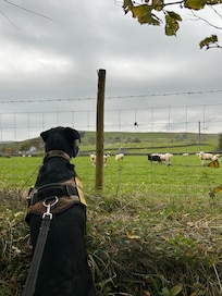 Our lab x collie mesmerised by the sheep
