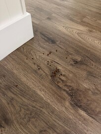 This was after we spent time killing and trying to sweep up the bugs.