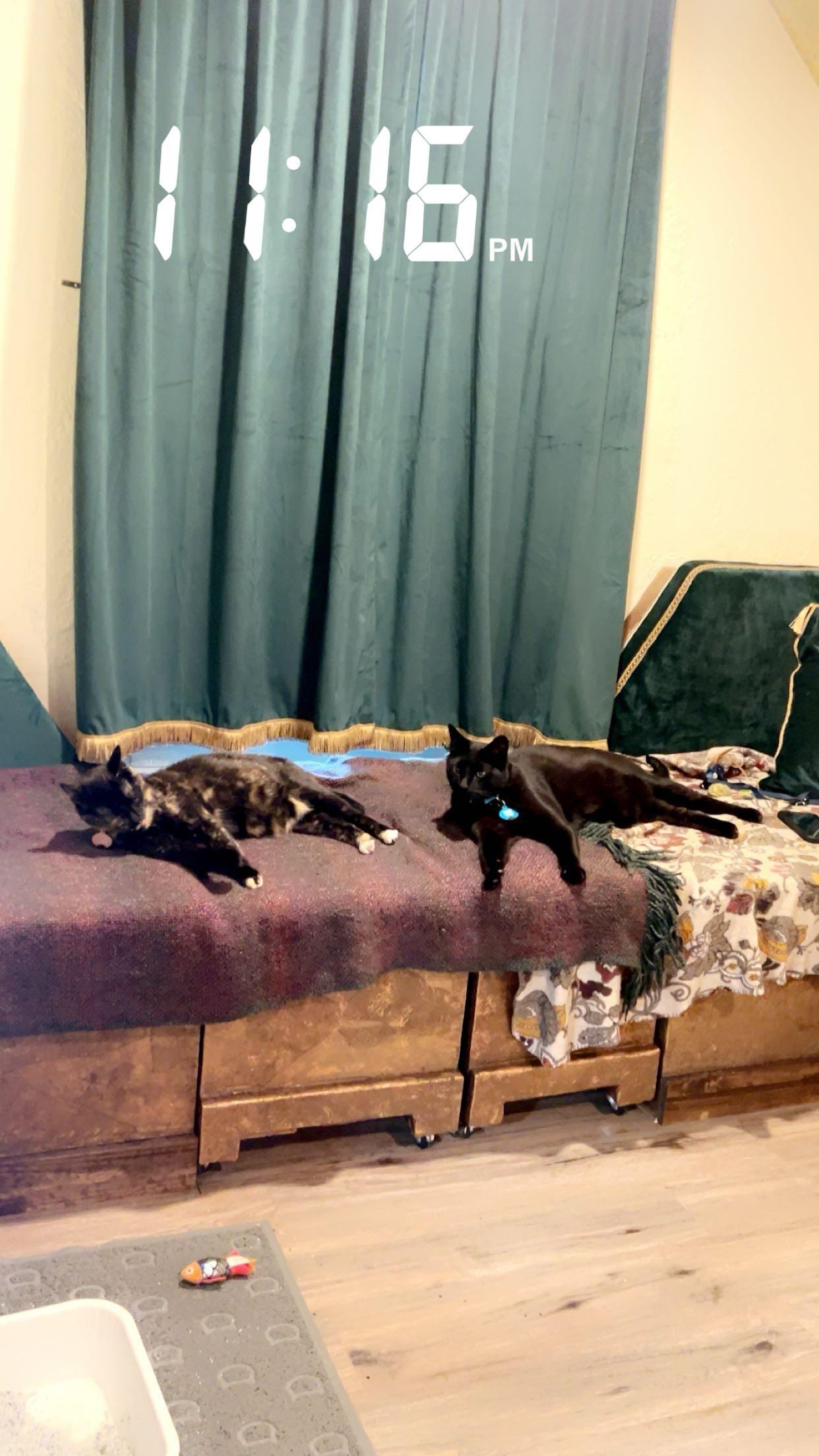 In upstairs main loft bedroom there is a velvet cats are on 