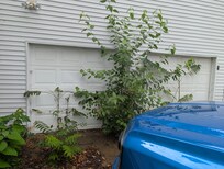 Excessive weeds
