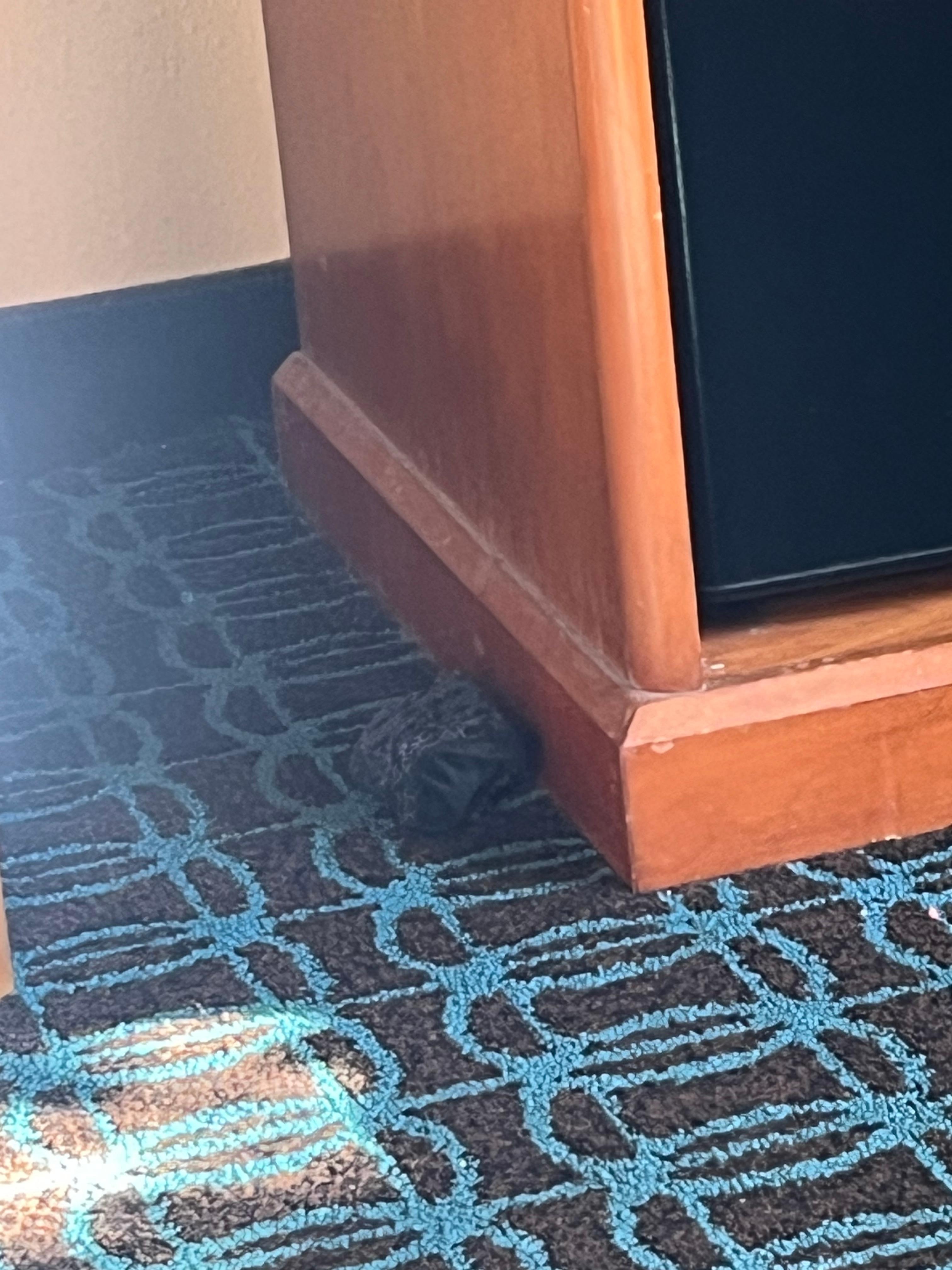 Sock from previous guest