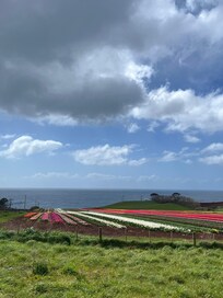 Table Cape Tulips