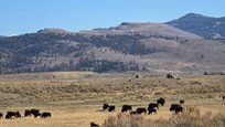 Bison Herd near the creek