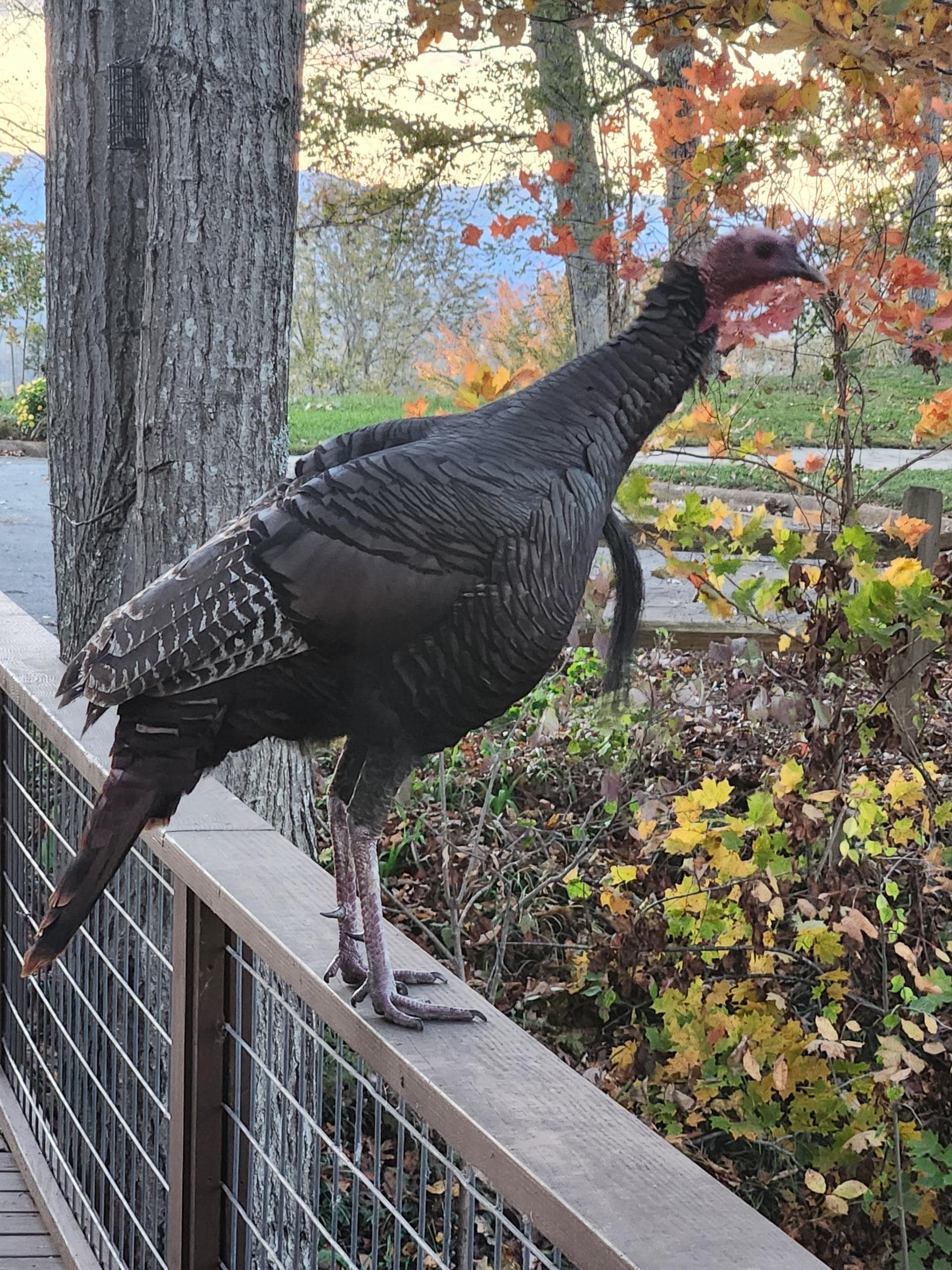 Turkey showing off on the deck.