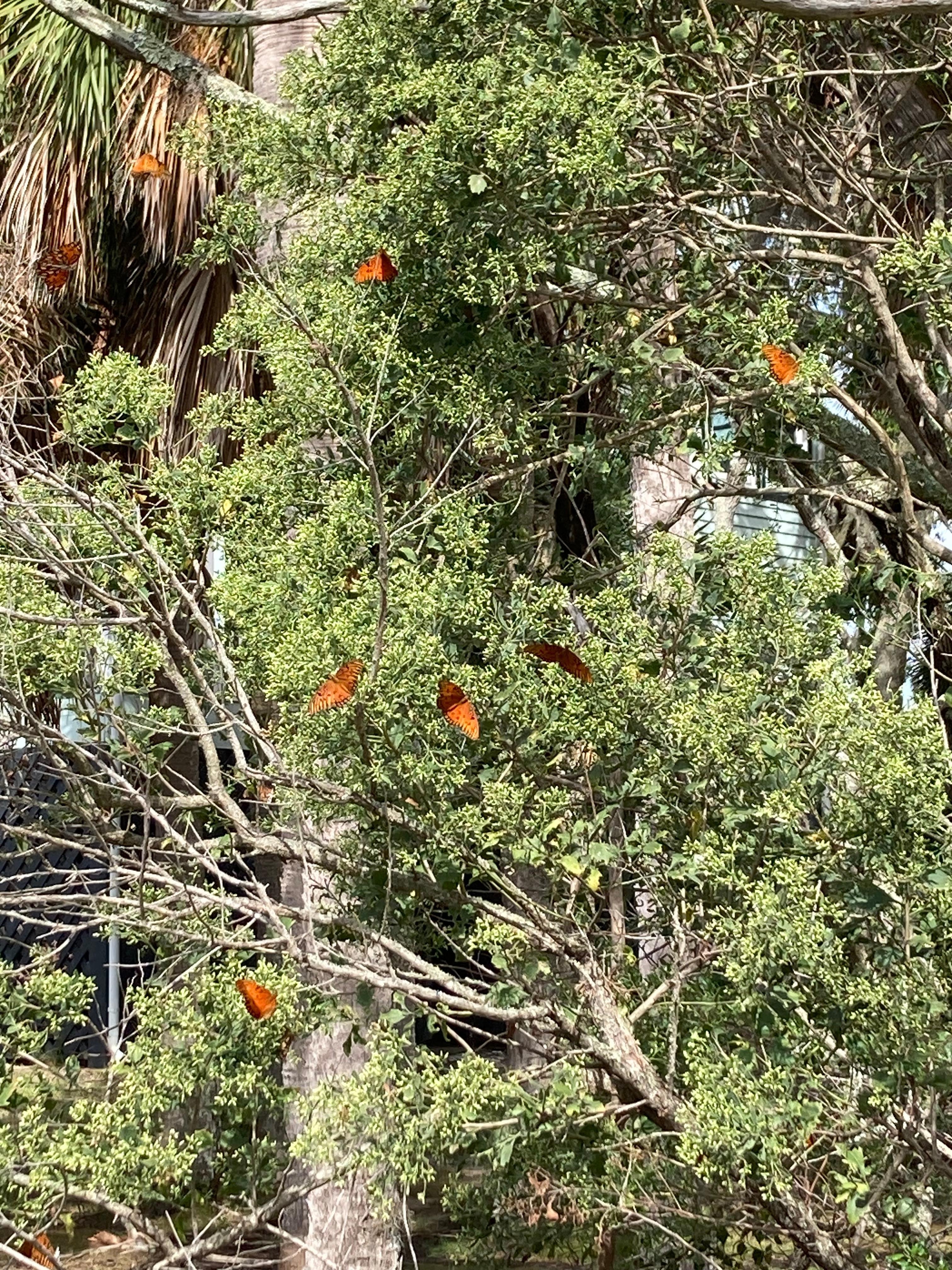 Butterflies everywhere!