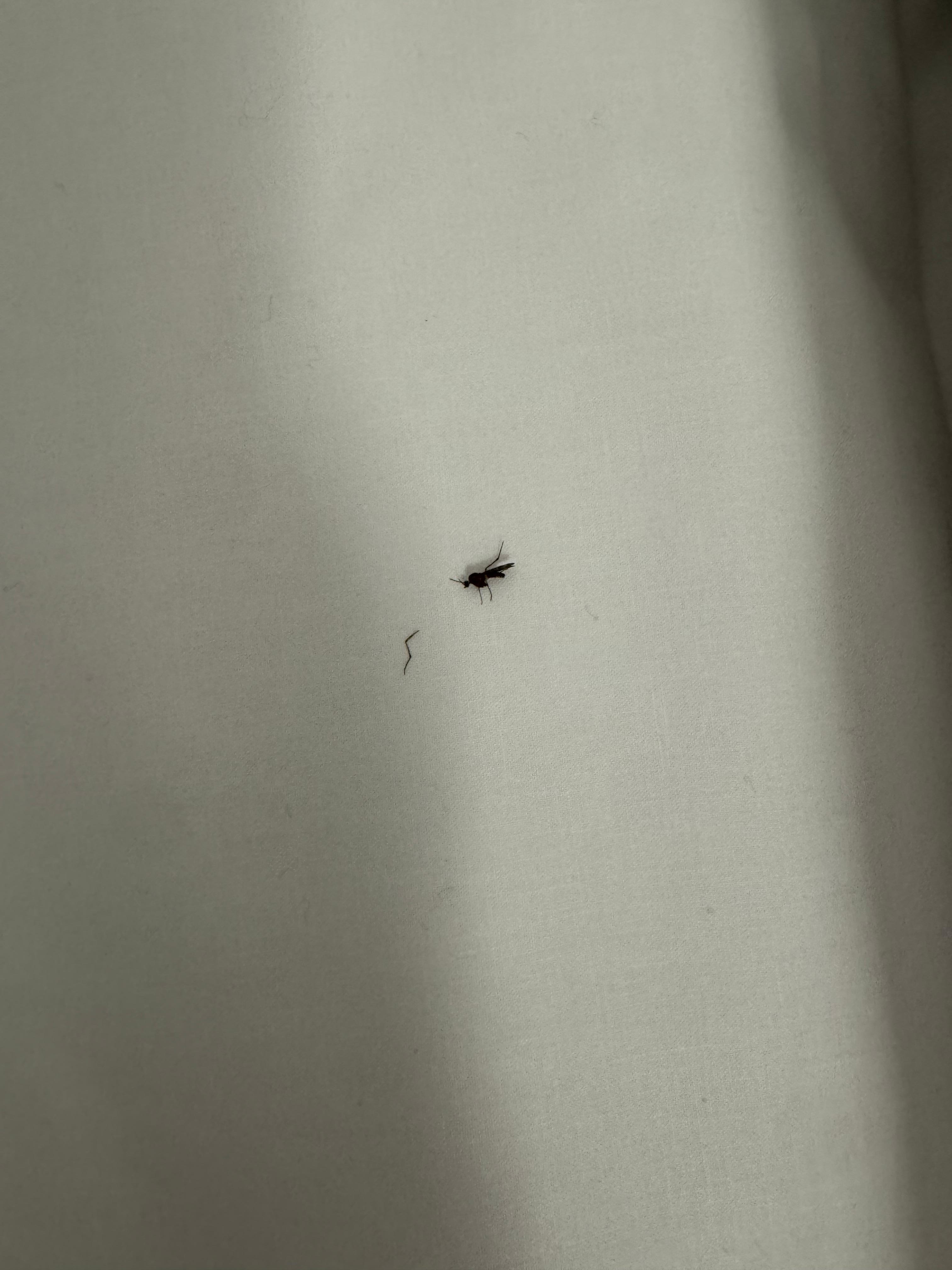 Dead bug in bed linen