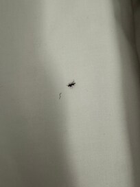 Dead bug in bed linen