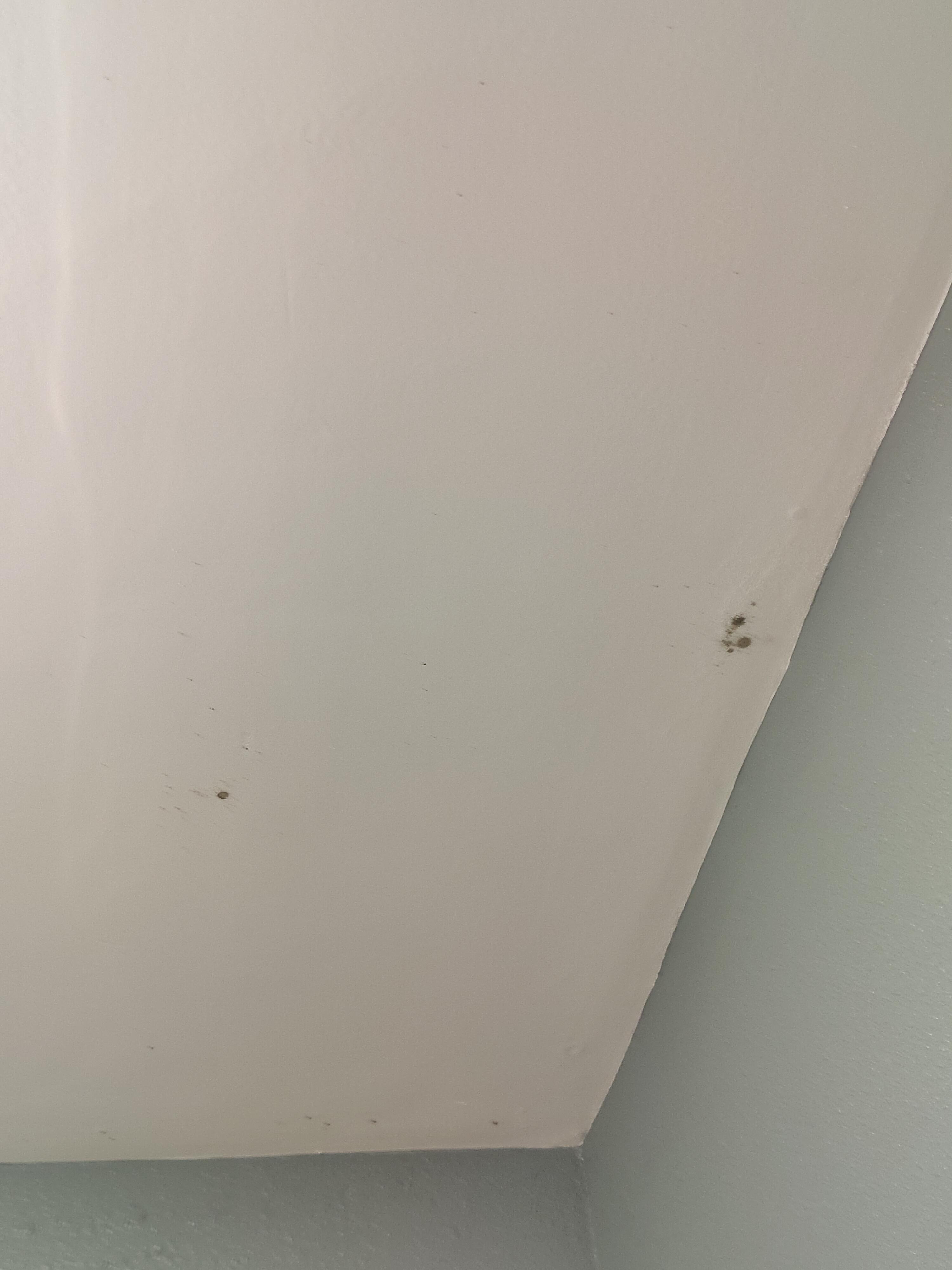 Black mold