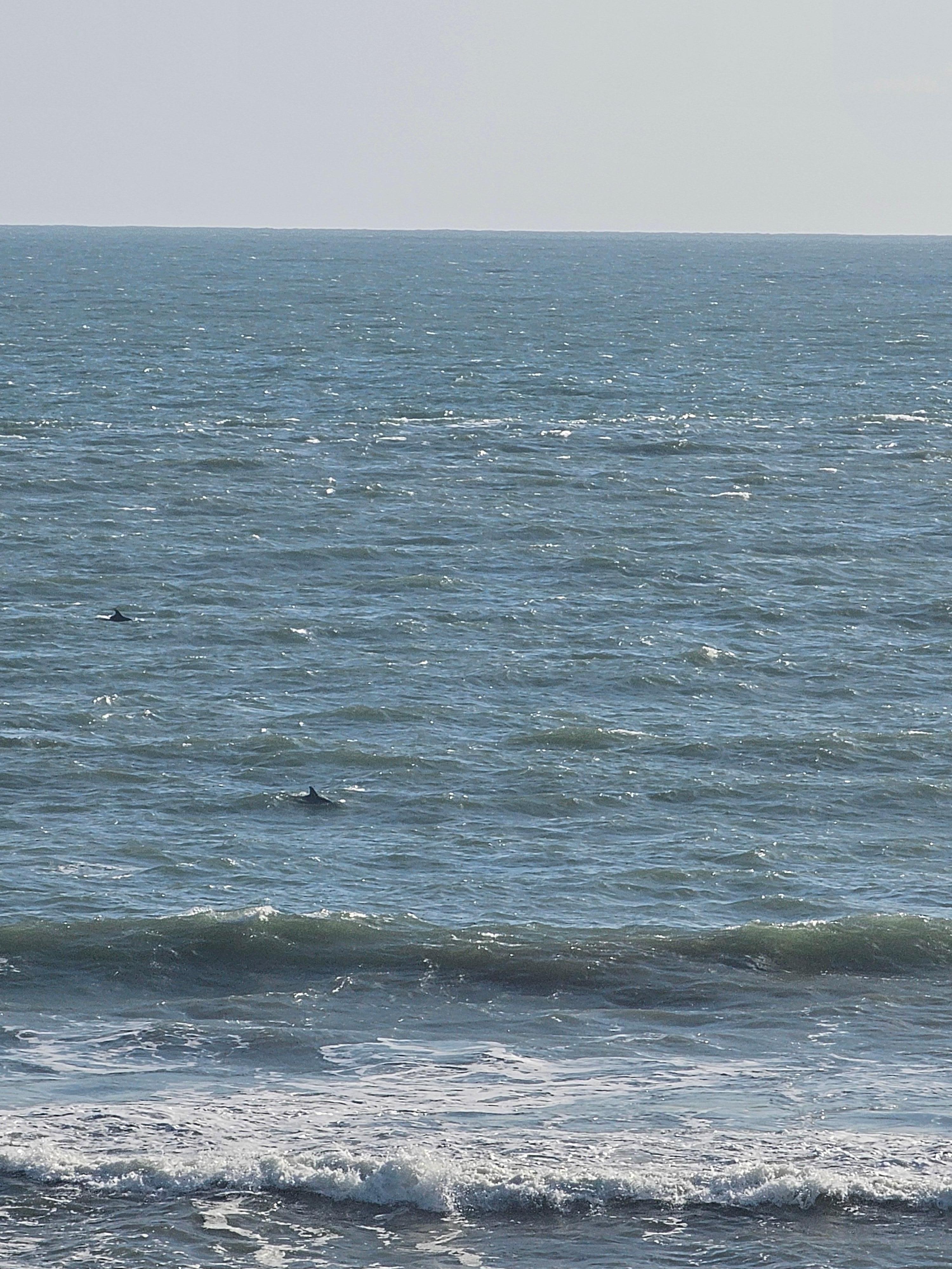Dolphins from our balcony every morning.