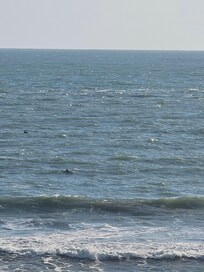 Dolphins from our balcony every morning.