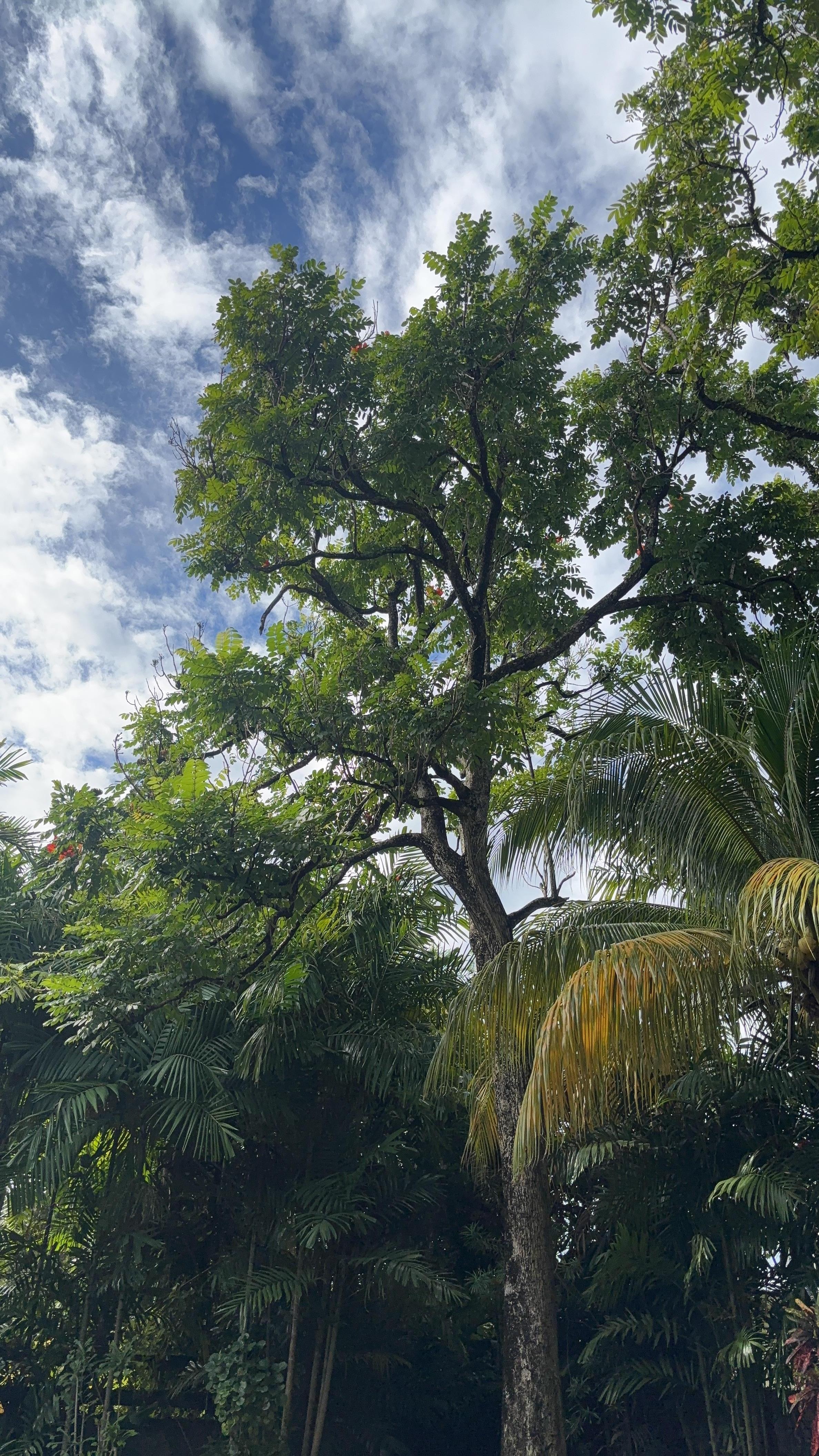 View from the poolside. Rufous vented chacalacas roosted here most days. 