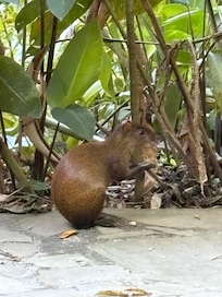 Our agouti friend