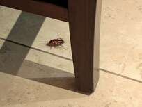 Cockroach in our kitchen area