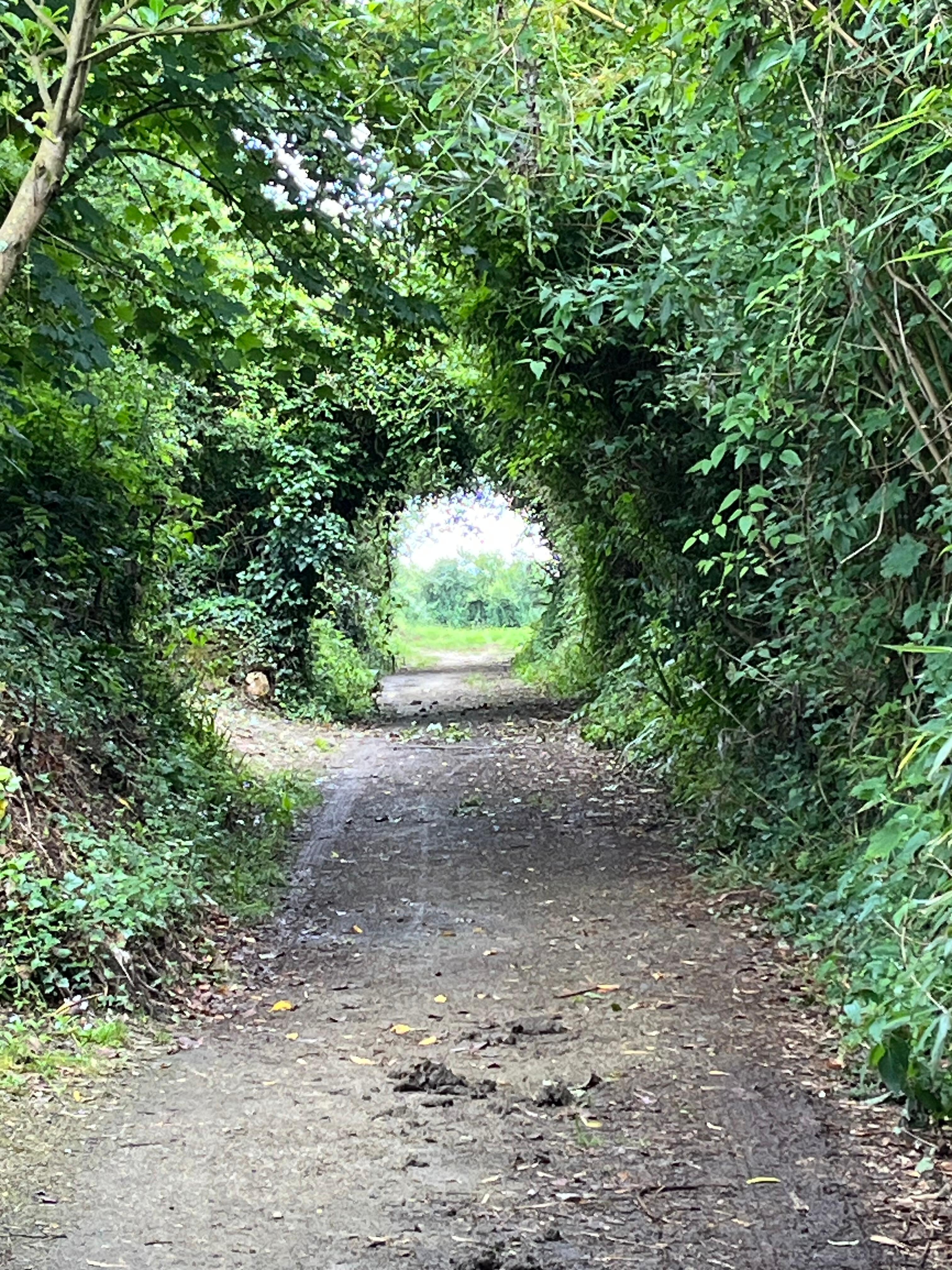 Un des nombreux sentiers proche de la maison.