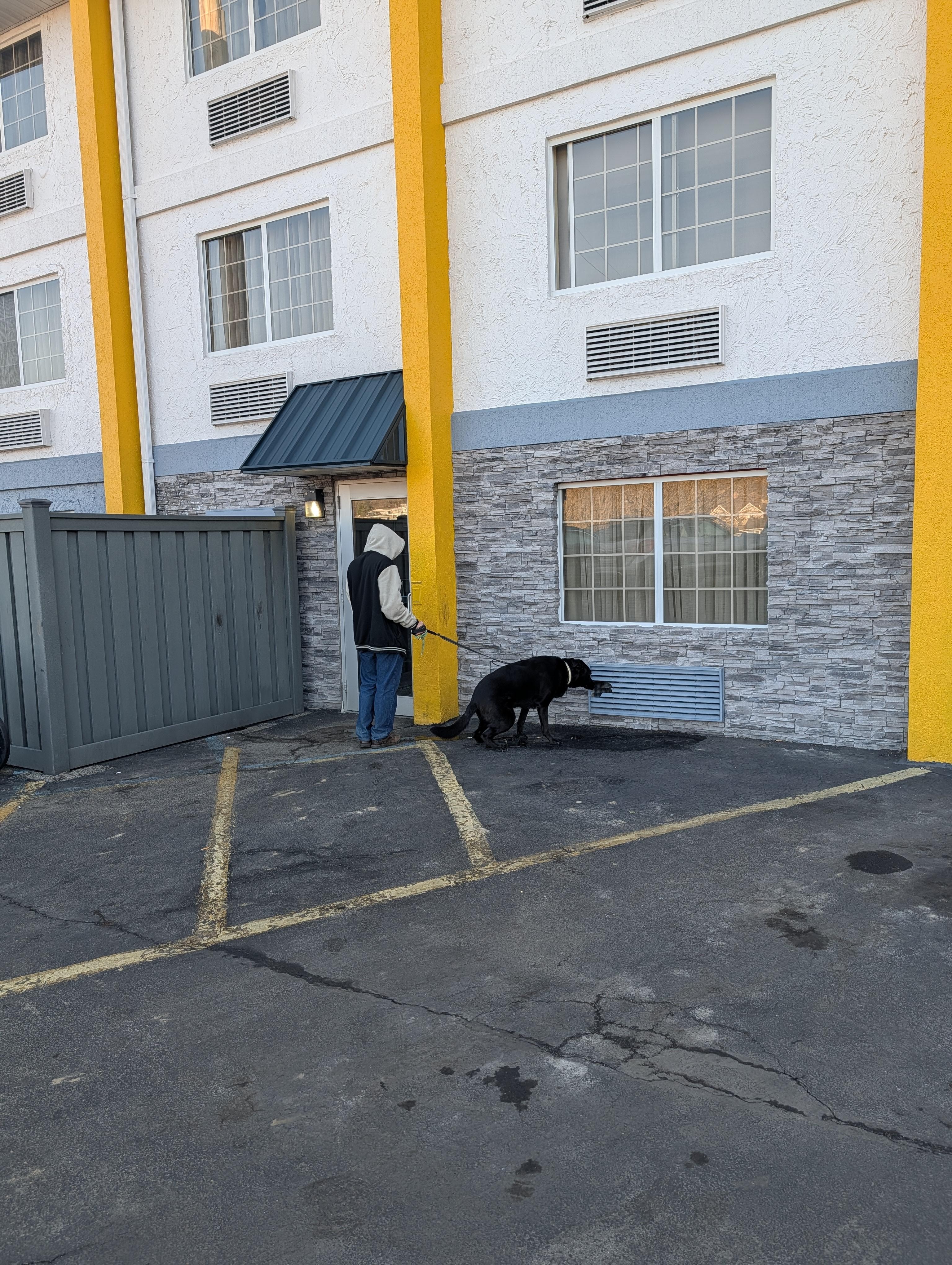 Dog peeing by the door