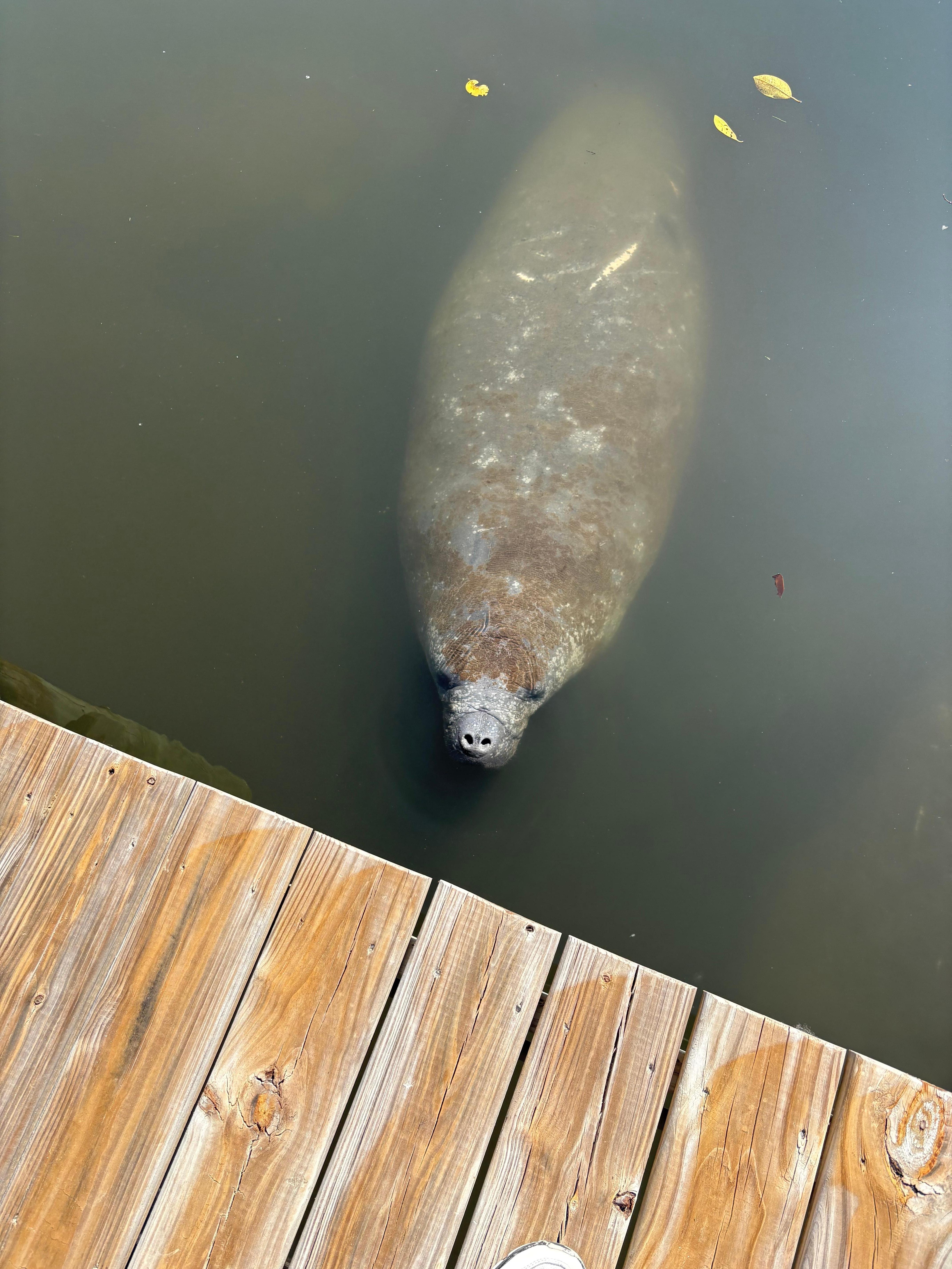 Manatees were in causeway 