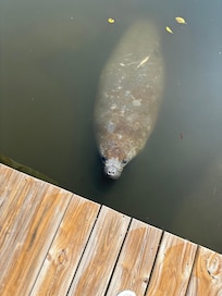 Manatees were in causeway