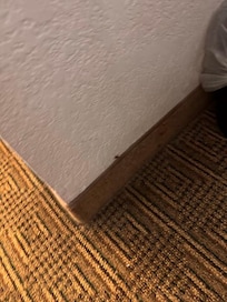 Roach on the wall
