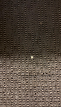 Crusty stuff on carpet
