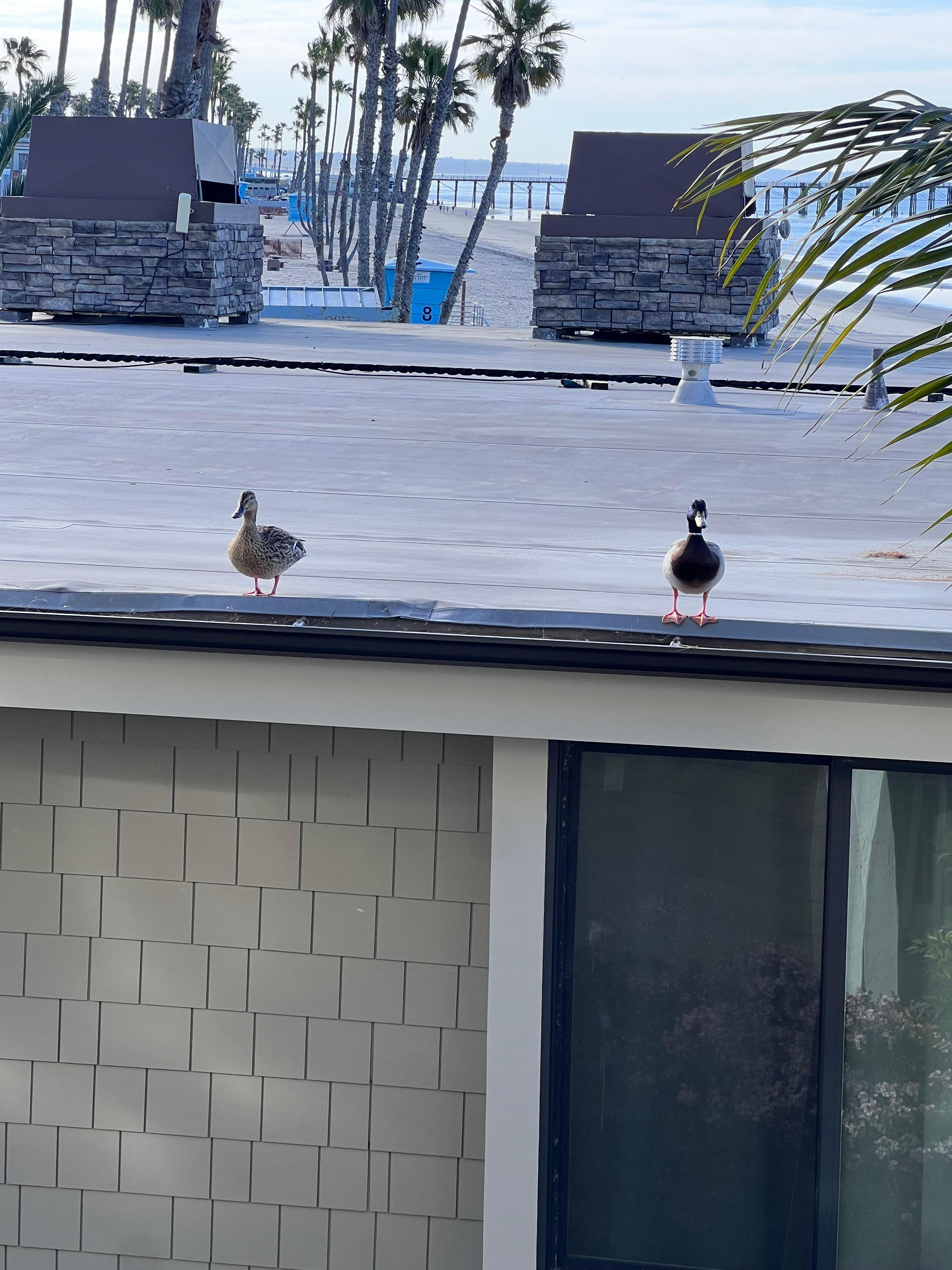 The ducks that came every morning to say hi
