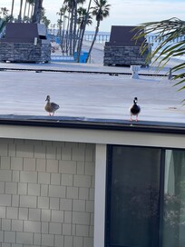 The ducks that came every morning to say hi