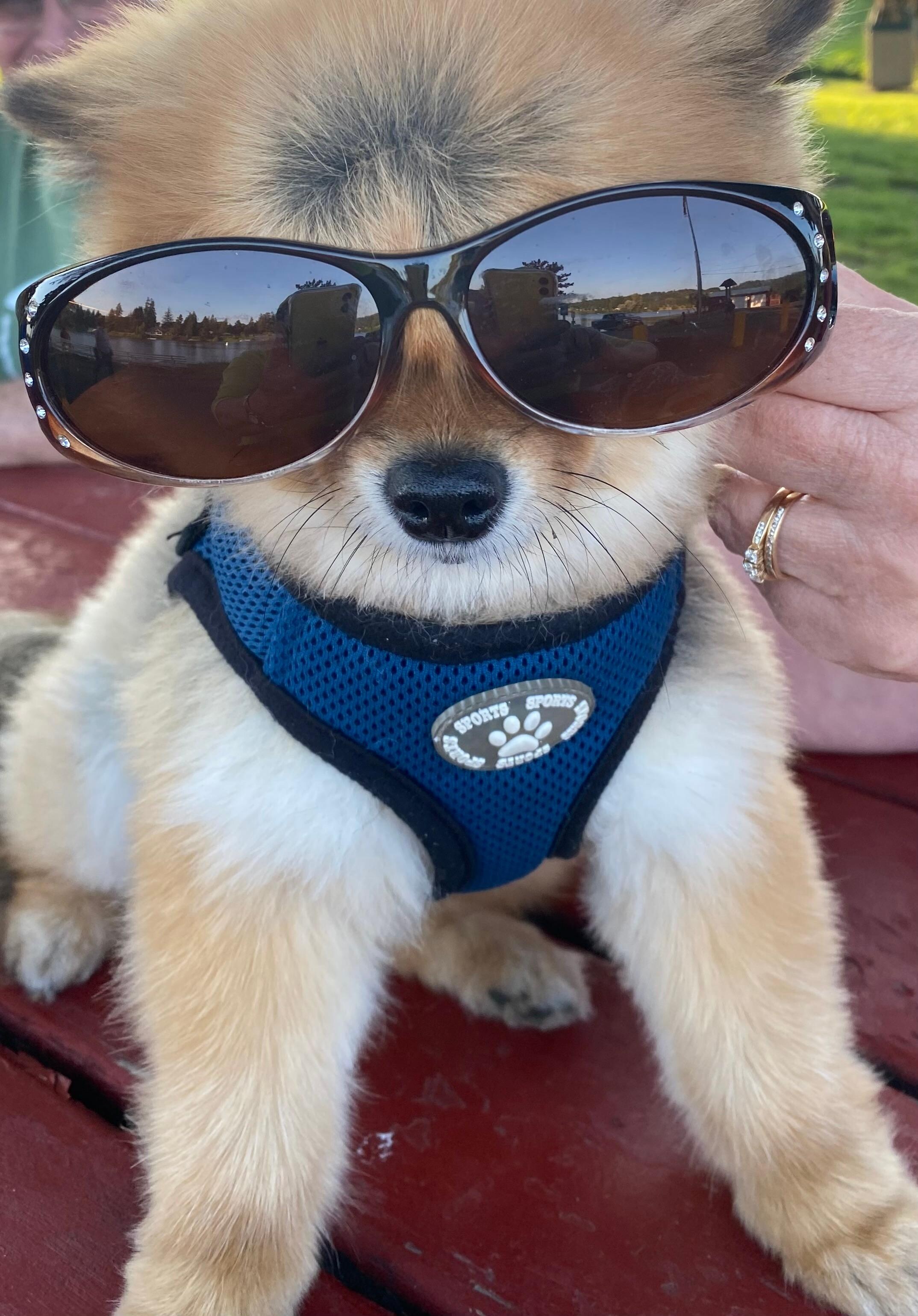 Our dog Bentlee loves the beach
