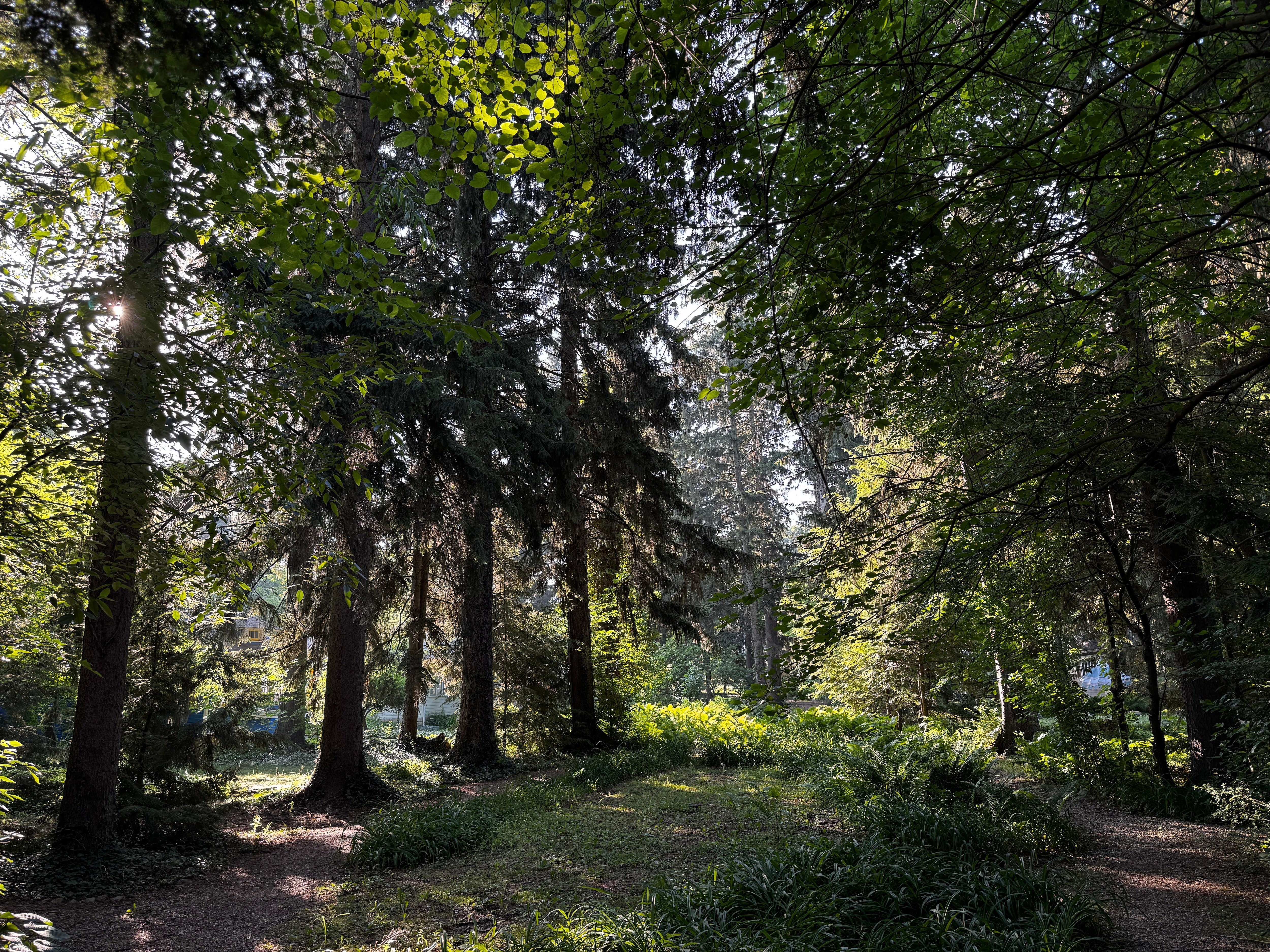 Wooded path to cottage 