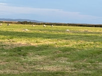 Across from the house, lovely sheep
