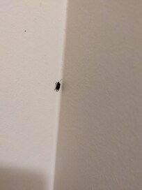 Bug in bathroom