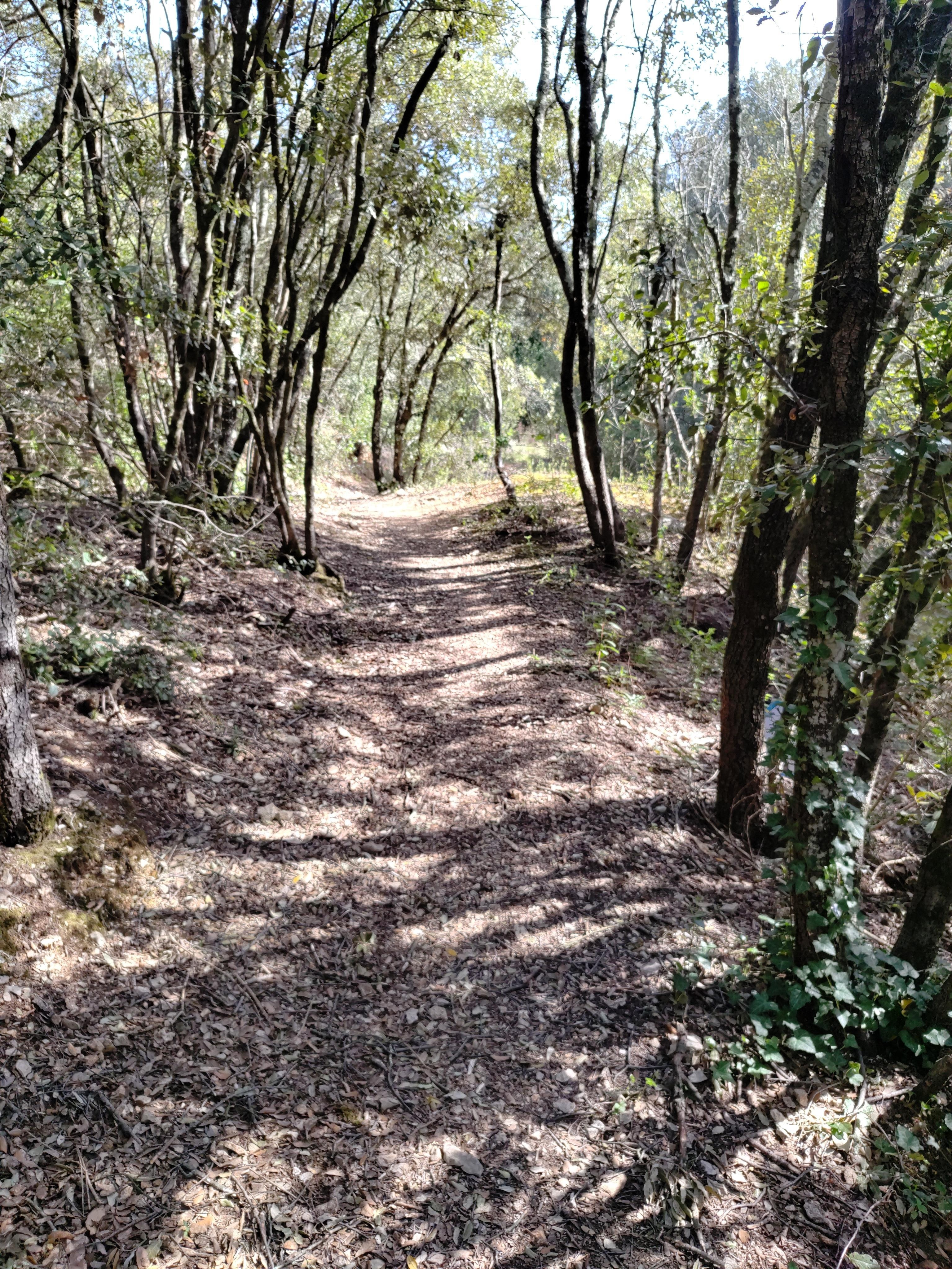Ballade dans les sous bois a côté de la grotte st Marcel 