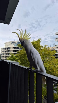 A local saying g'day