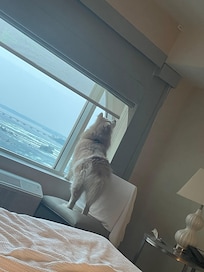 Room with a view😍
