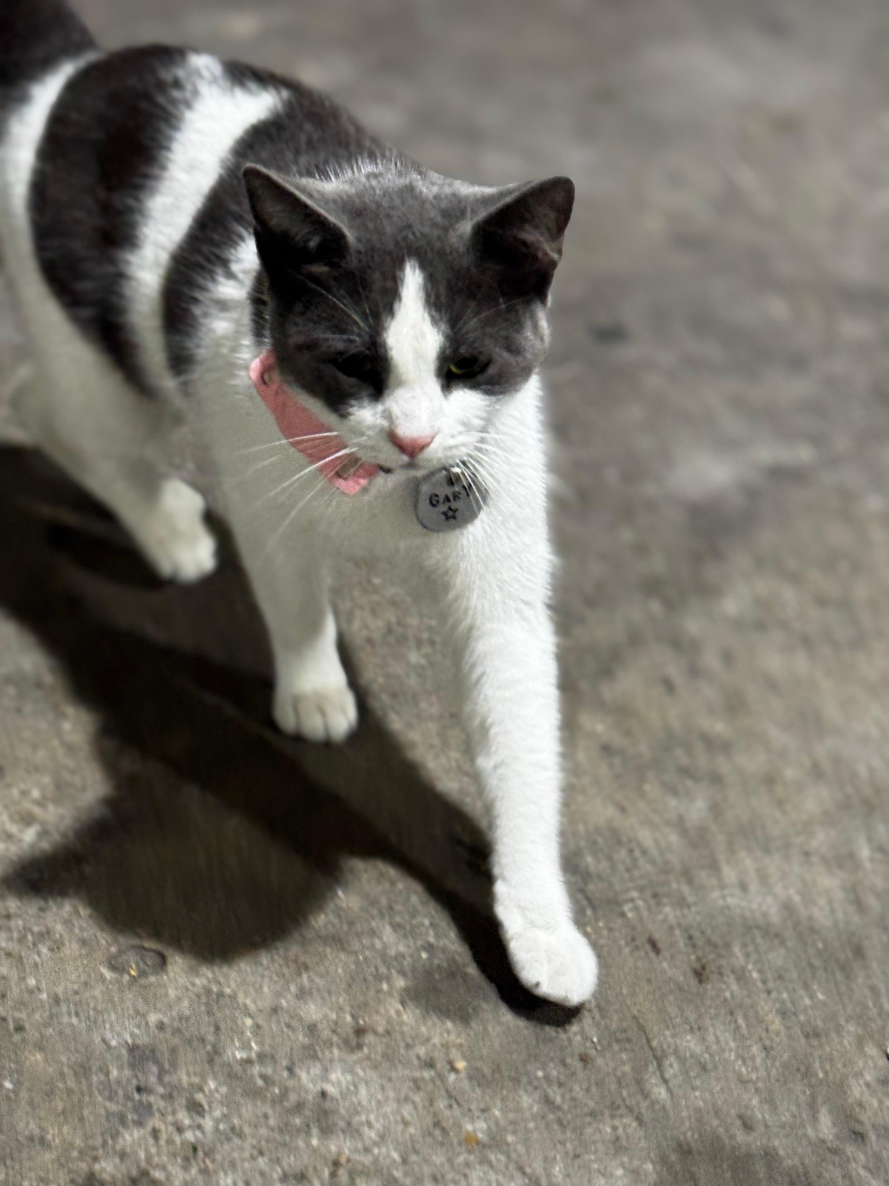 Gary is a cool cat that hangs out there…