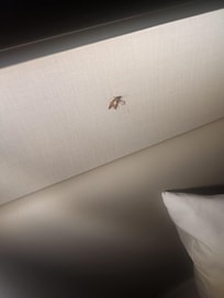 I'm not certain what bug this was but it was alive and untreated
