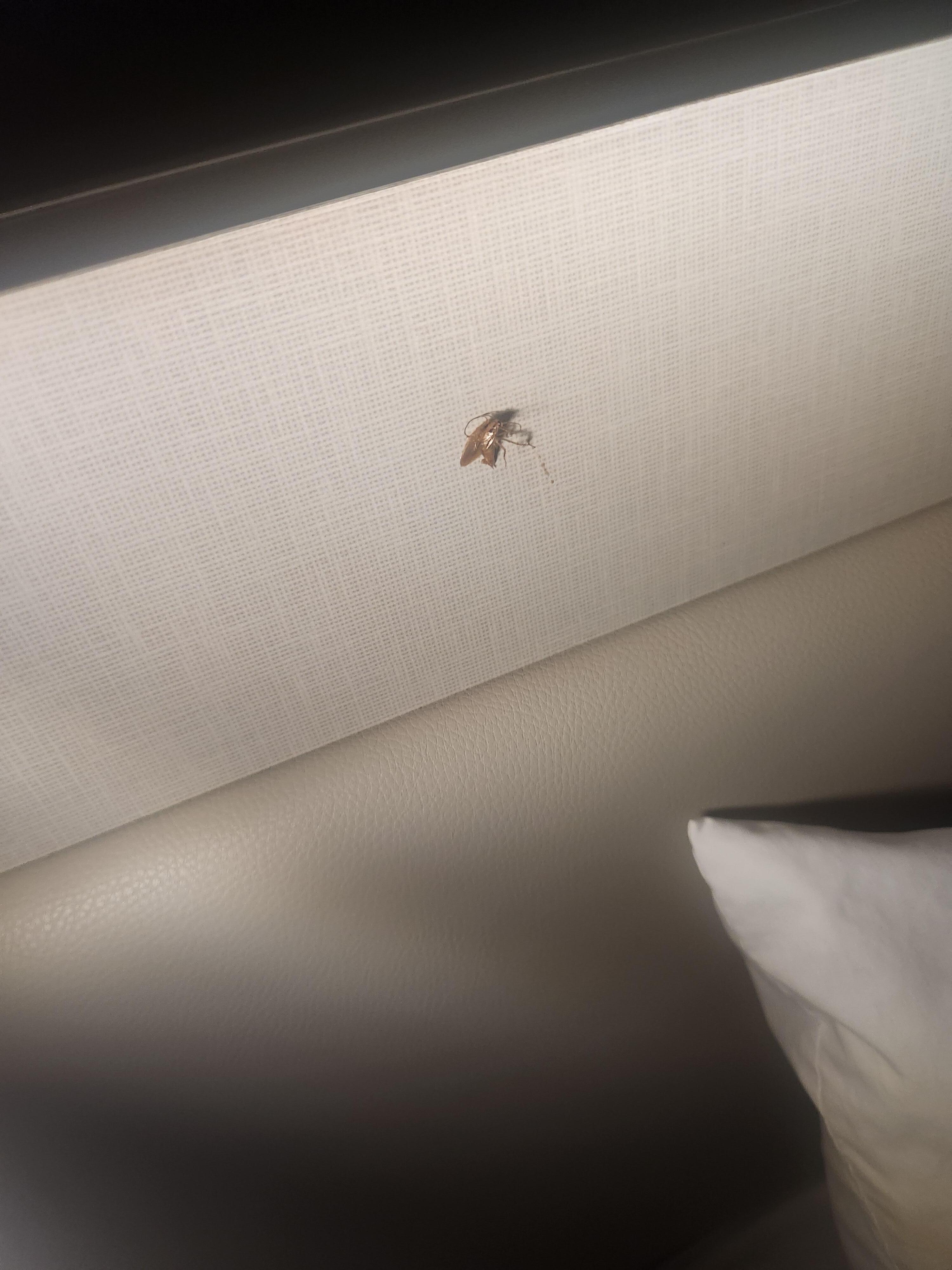 I'm not certain what bug this was but it was alive and untreated