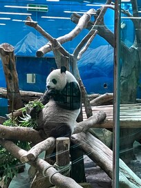 台北市立動物園でパンダが可愛かったです!
