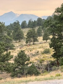 Elk upon our arrival.