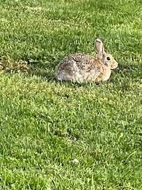 family of rabbits greeted us each morning
they were a great addition to enjoy
