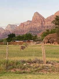 View right from walkout patio- two large bucks grazing!’