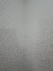 Spider in guest room