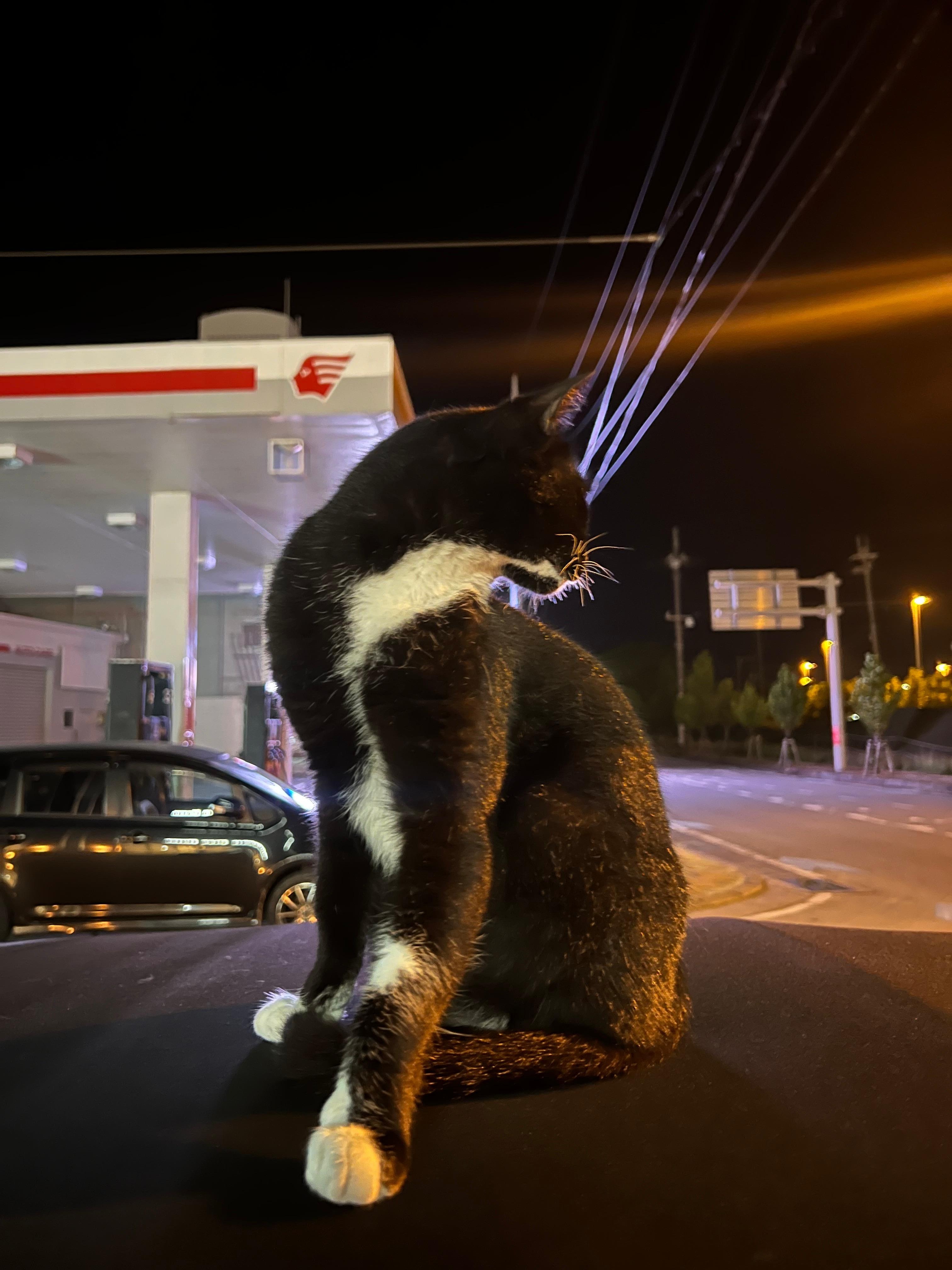 車の上で休むネコ😻