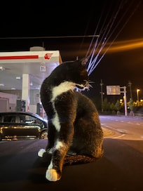 車の上で休むネコ😻