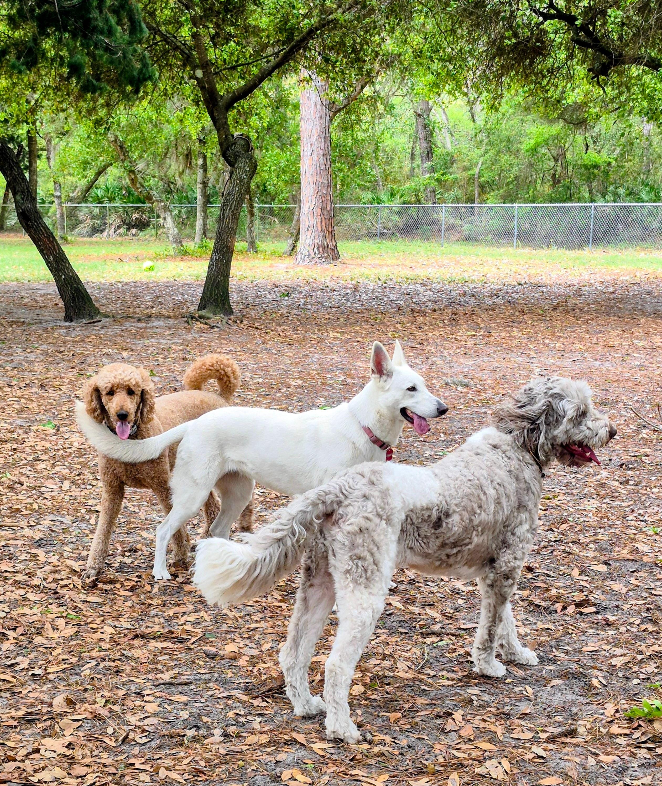 Tommy Casey Dog Park
