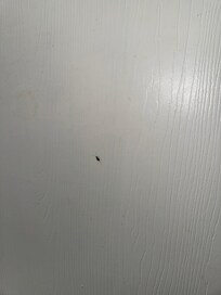 Roach 1 on wall