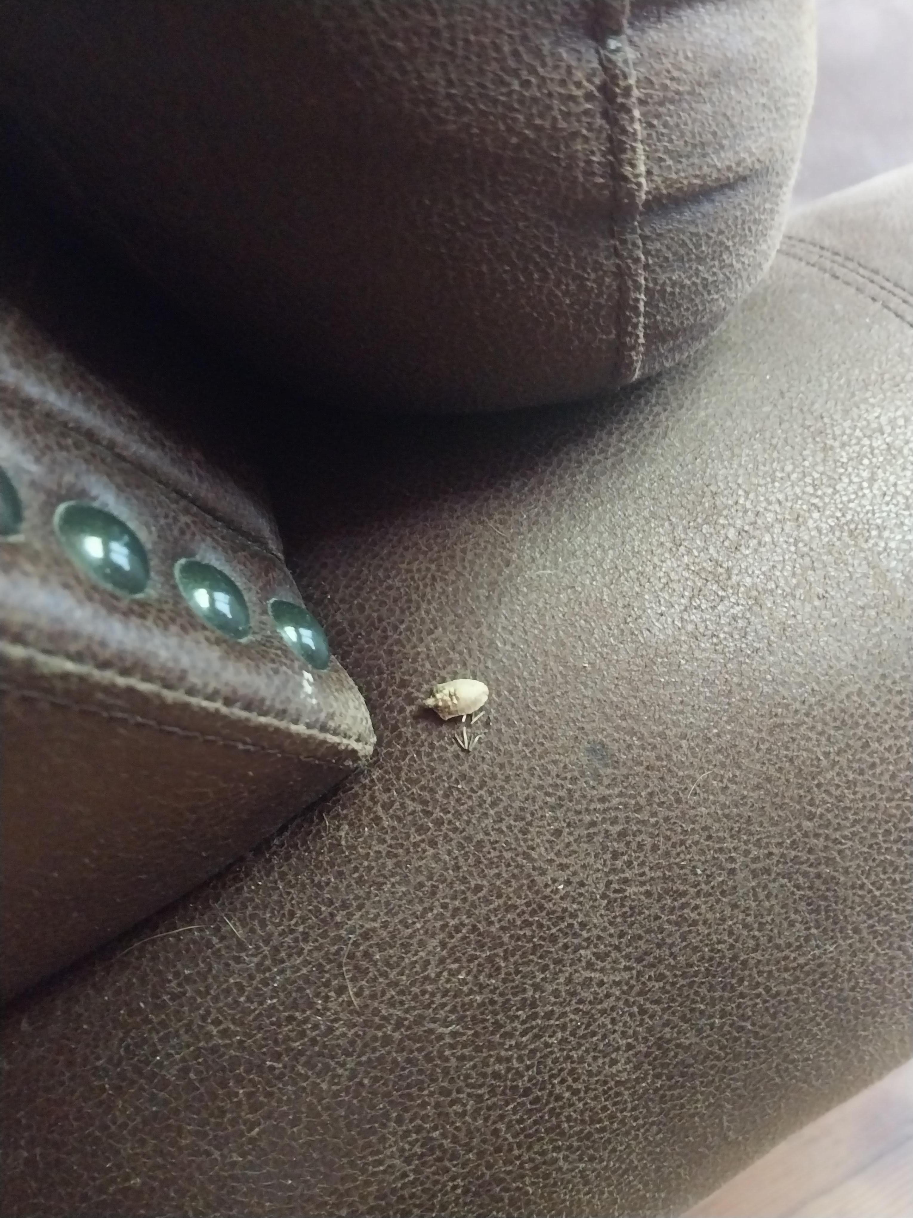 Dead bugs on furniture 