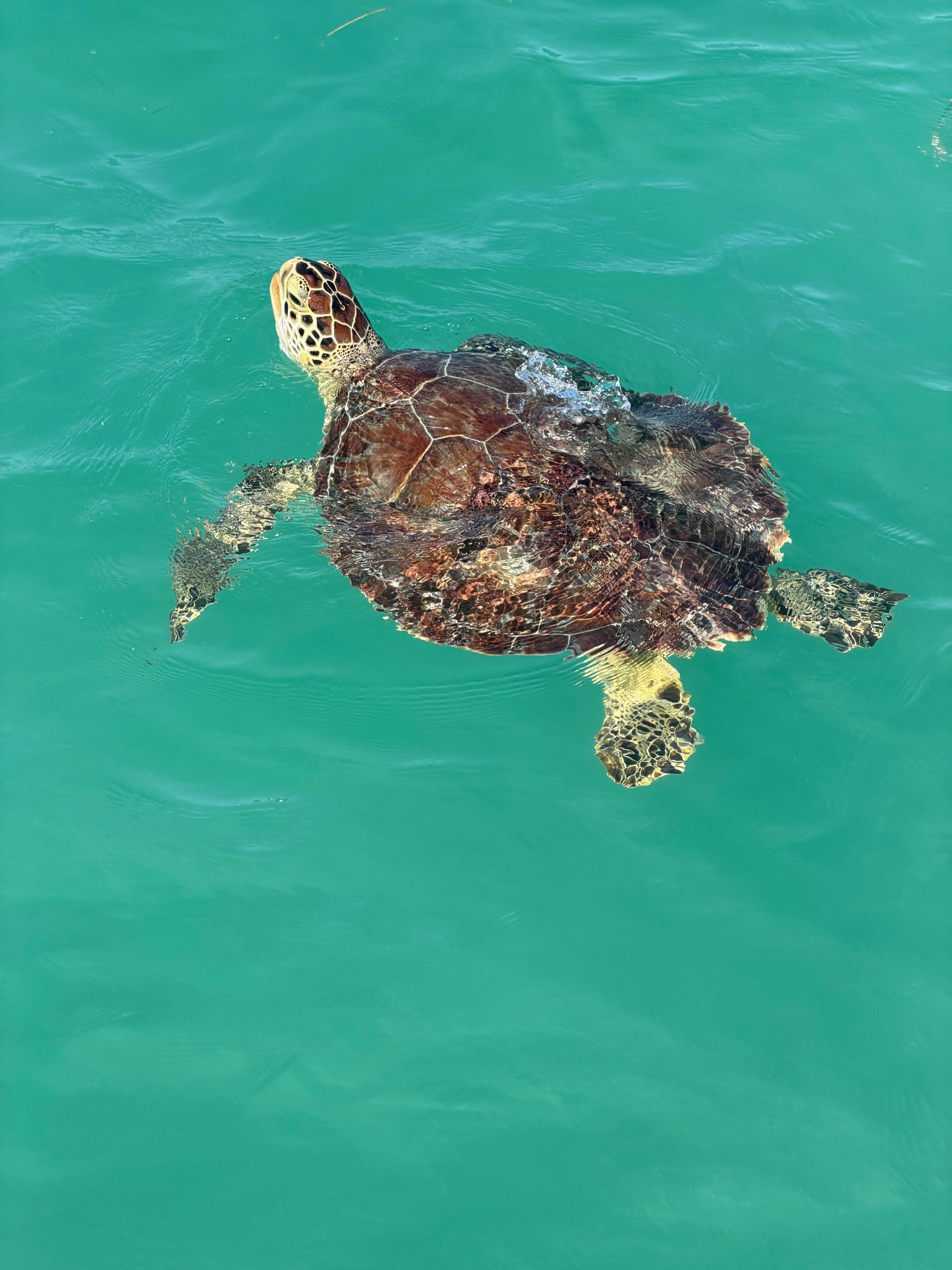Lots of turtles at our beach