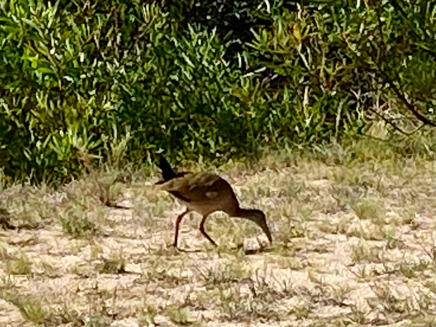 Lots of birds around the lake